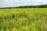 Solidago gigantea