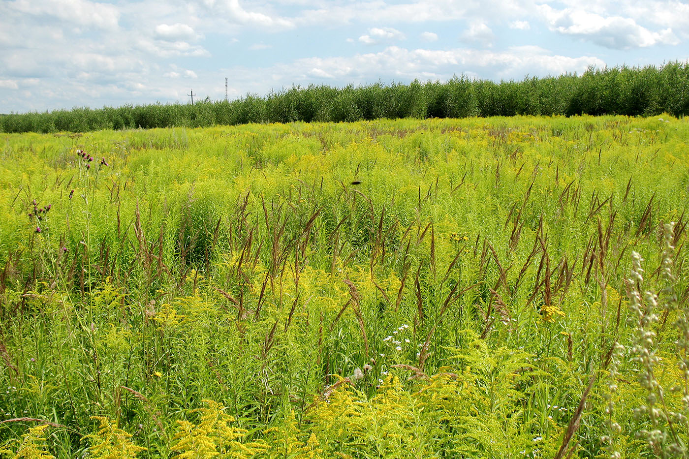 Image of Solidago gigantea specimen.