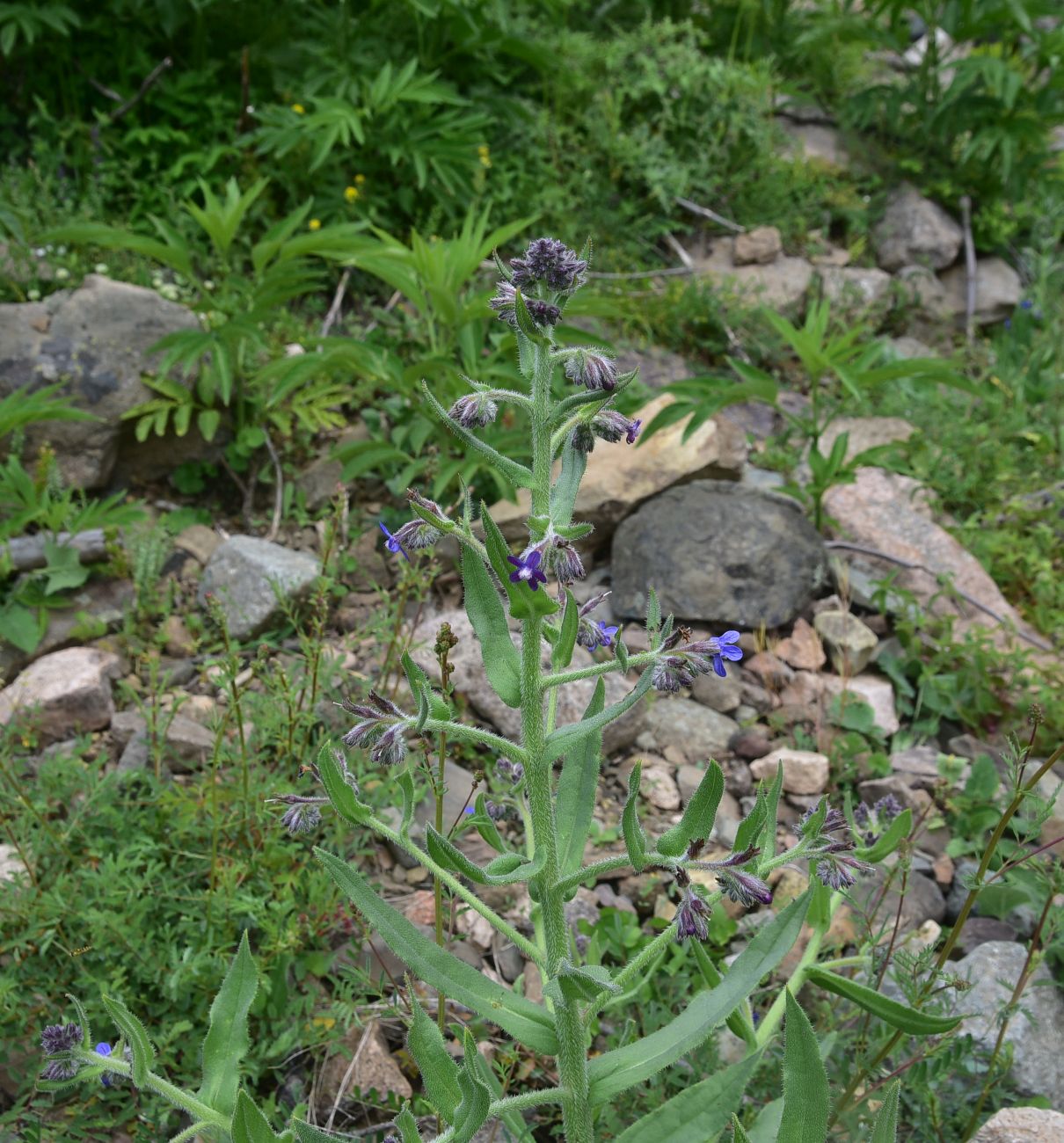Image of familia Boraginaceae specimen.