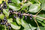 Rhamnus ussuriensis. Часть ветви с плодами. Приморский край, Спасский р-н, окр. с. Прохоры, обочина дороги. 15.09.2026.
