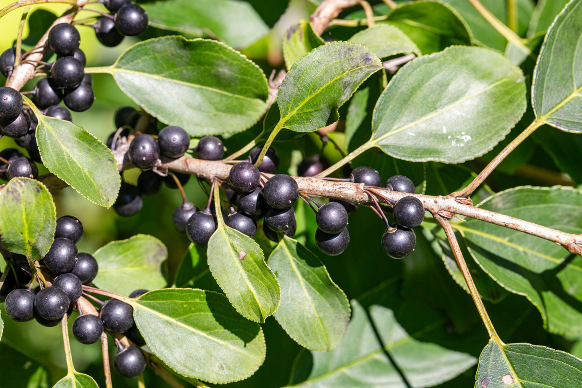Image of Rhamnus ussuriensis specimen.
