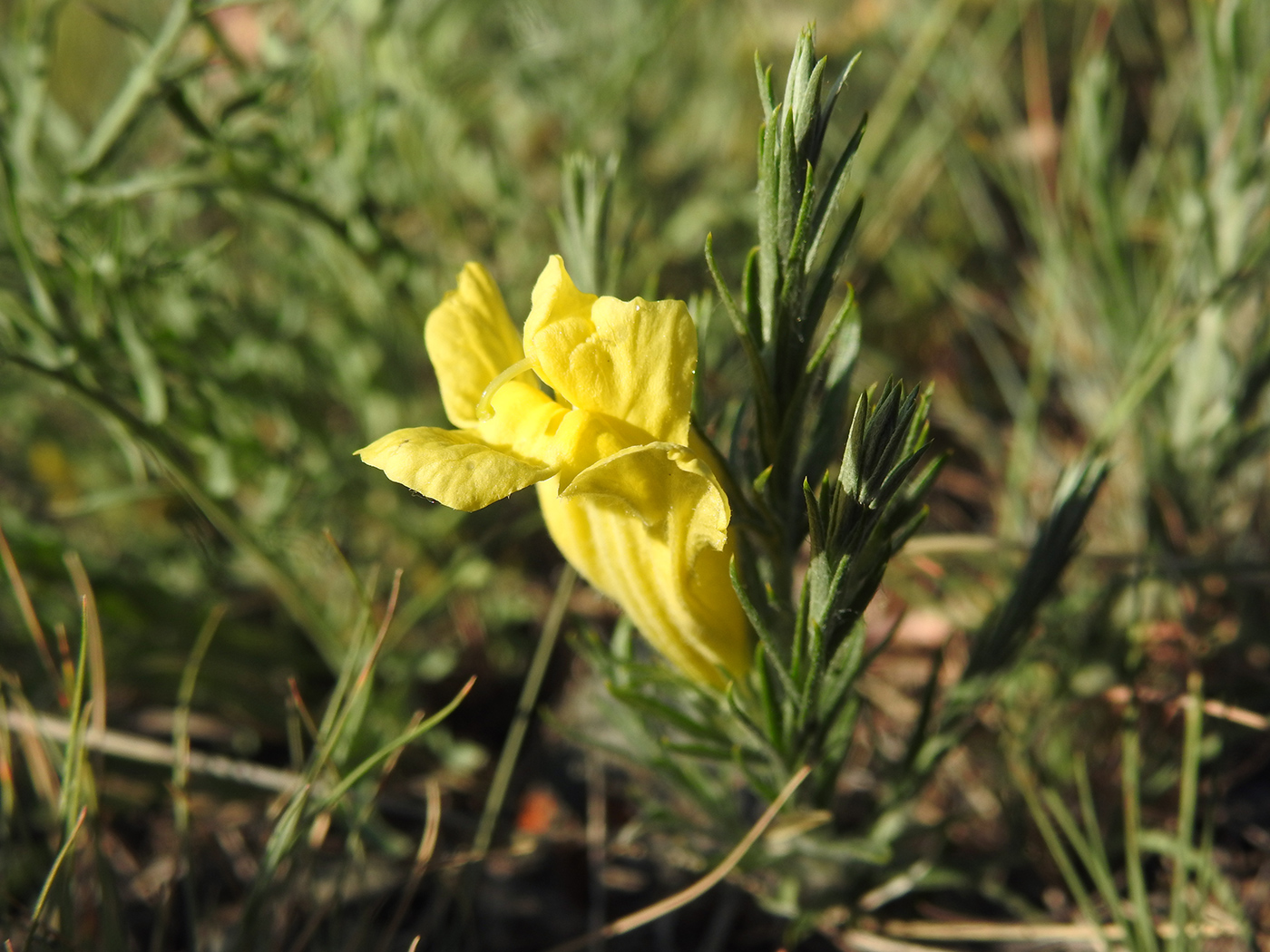 Image of Cymbaria daurica specimen.