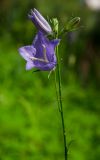 Campanula persicifolia. Верхушка побега с цветками и бутонами в дождевых каплях. Башкортостан, Абзелиловский р-н, Ташбулатовский сельсовет, подножие хр. Кыктытау, в разреженной берёзовой роще. 12 июня 2025 г.