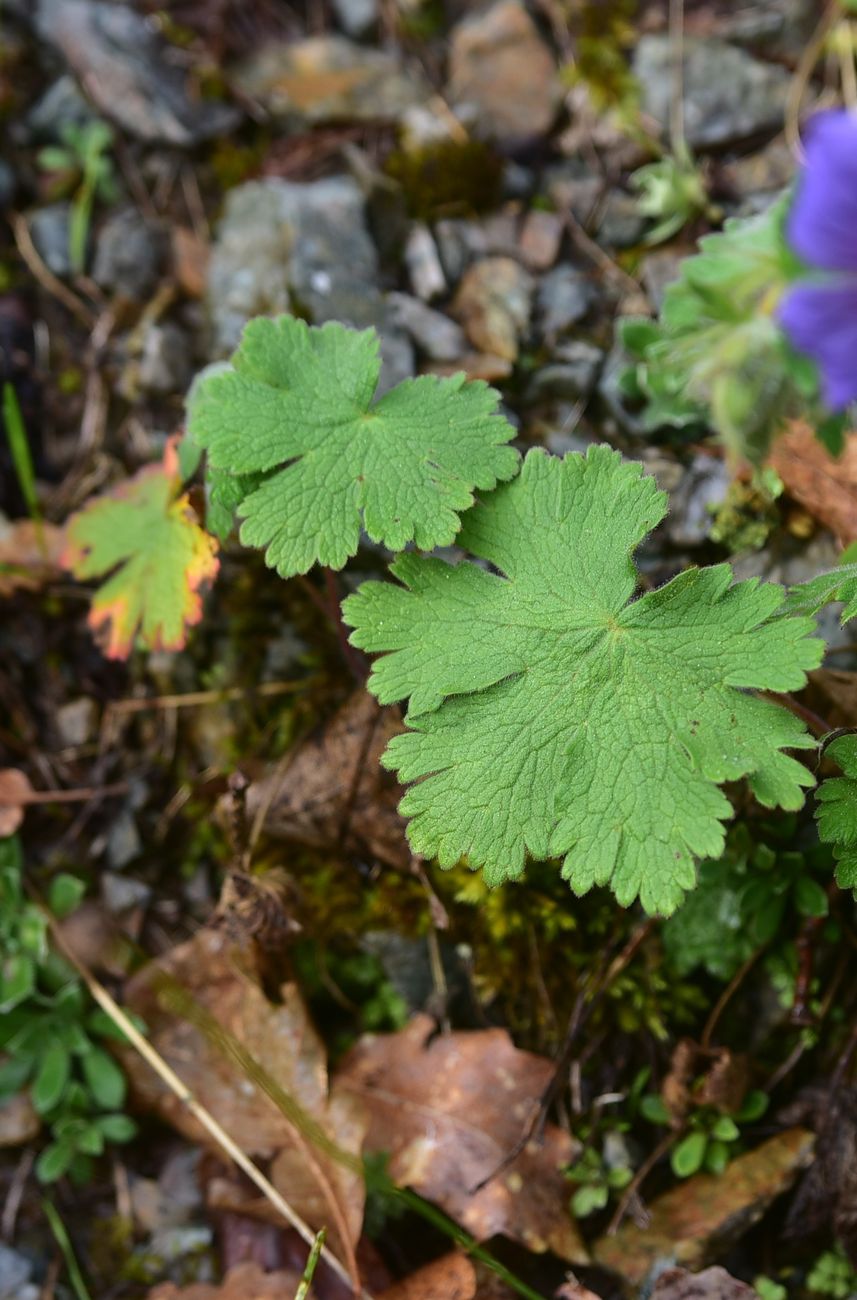 Изображение особи род Geranium.