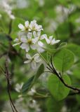 Amelanchier spicata. Часть ветви с соцветием. Москва, Кузьминский парк, в озеленении. 17.05.2011.