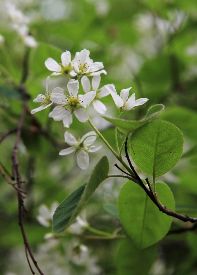 Image of Amelanchier spicata specimen.