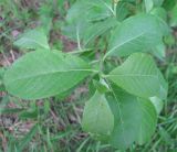 Salix × reichardtii. Молодой побег. Ярославская обл., Некоузский р-н, окр. пос. Борок, дачный участок. 25.05.2011.