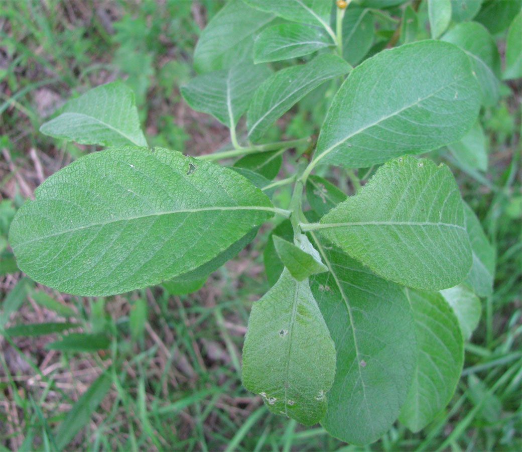 Изображение особи Salix &times; reichardtii.