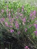 Astragalus tauricus. Цветущие растения. ЮВ Крым, окр. пос. Коктебель, хр. Биюк-Янышар. 8 июня 2011 г.