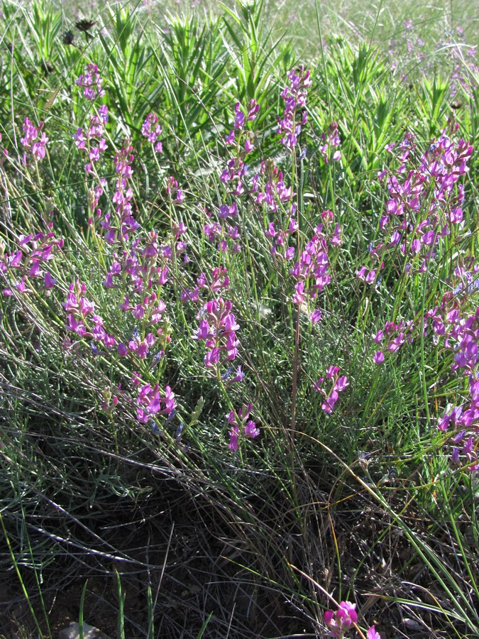 Изображение особи Astragalus tauricus.