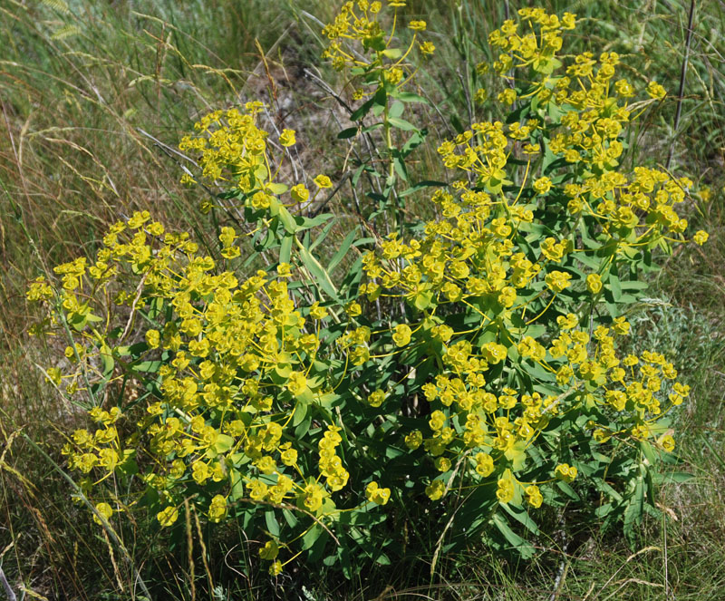 Изображение особи Euphorbia stepposa.