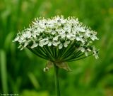 Allium nigrum