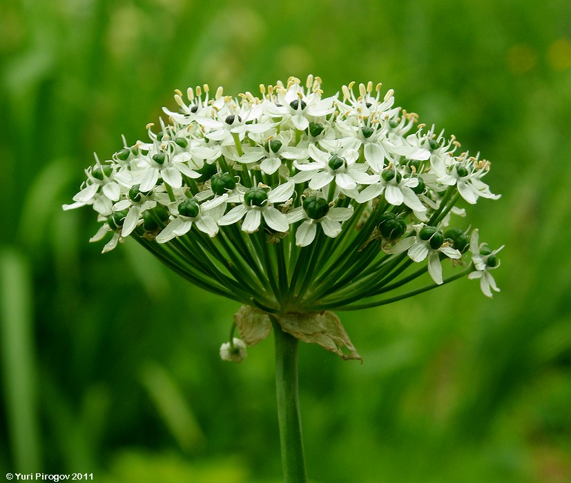 Изображение особи Allium nigrum.