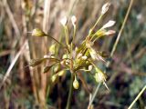 Allium paczoskianum