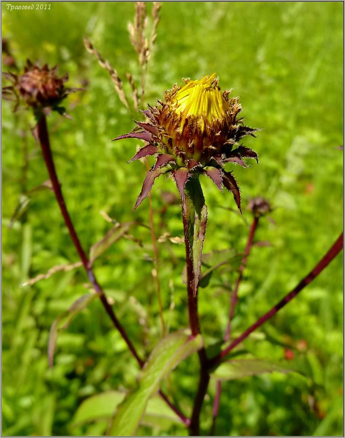 Image of Inula salicina specimen.