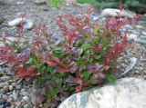 Berberis thunbergii