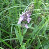 Stachys palustris