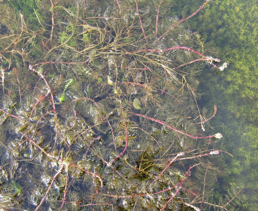 Image of Myriophyllum sibiricum specimen.