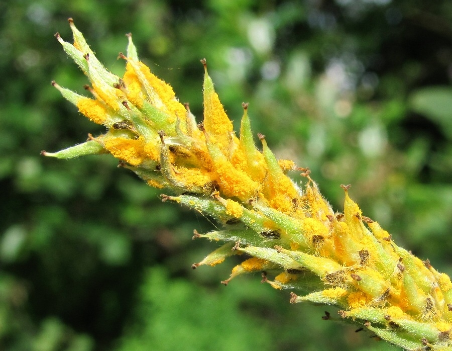 Изображение особи Salix phylicifolia.