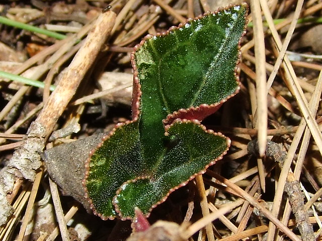 Изображение особи Cyclamen persicum.