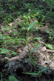 Persicaria minor. Цветущее растение. Горный Крым, гора Чучель. 25 августа 2011 г.