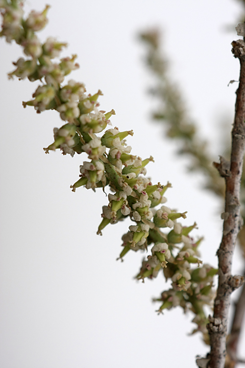 Image of Tamarix meyeri specimen.