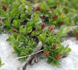 Salix serpillifolia. Ветвь с соплодиями. Черногория, Динарское нагорье, горный массив Дурмитор. 05.07.2011.