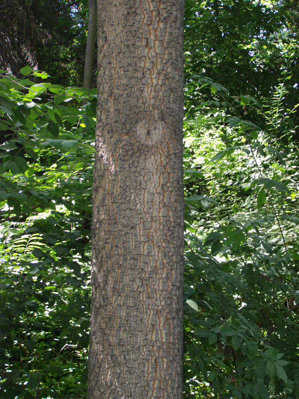 Image of Diospyros virginiana specimen.