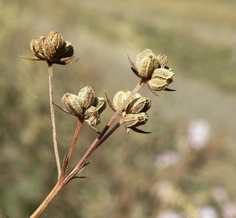 Image of Bupleurum tenuissimum specimen.