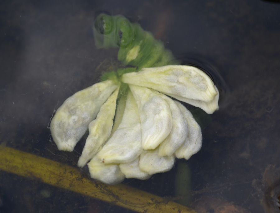 Image of Nuphar lutea specimen.