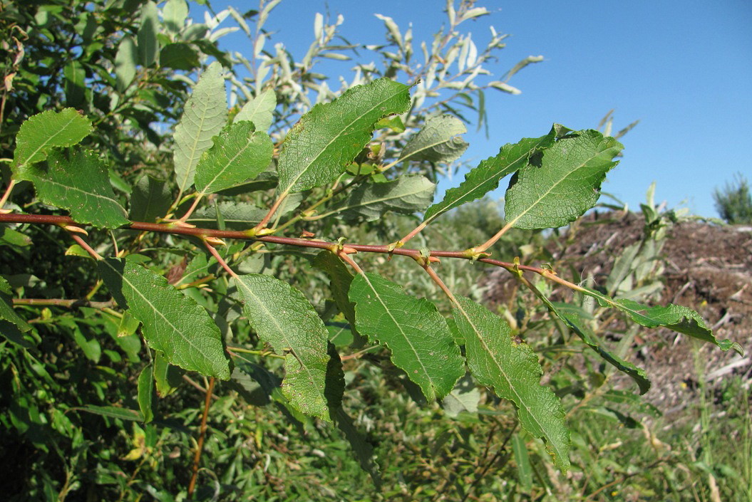 Image of Salix caprea specimen.
