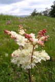 Filipendula vulgaris. Соцветие. Крым, Чатырдаг, нижнее плато. 18 июня 2008 г.