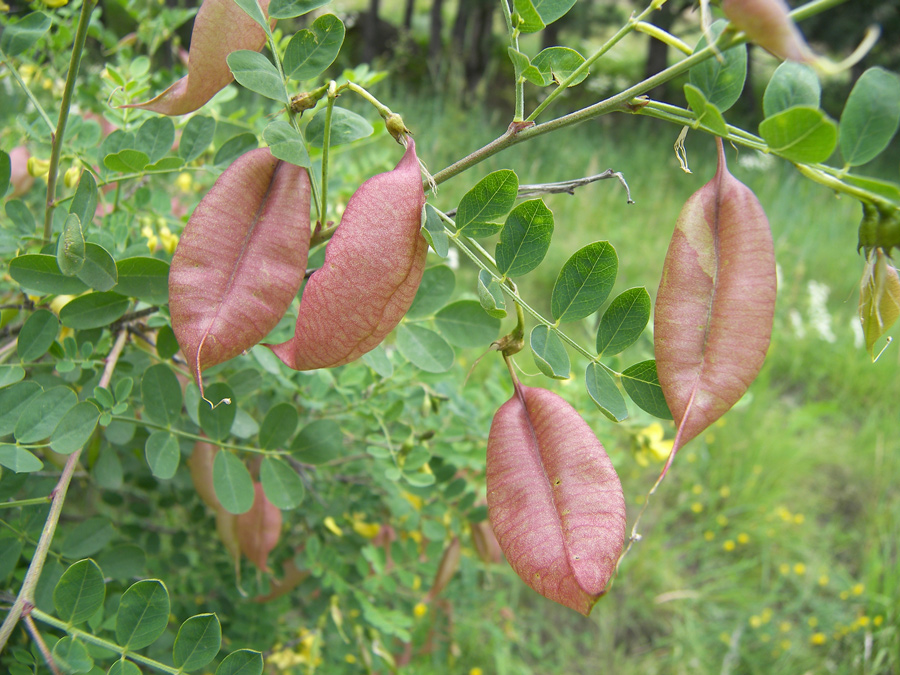 Image of Colutea cilicica specimen.