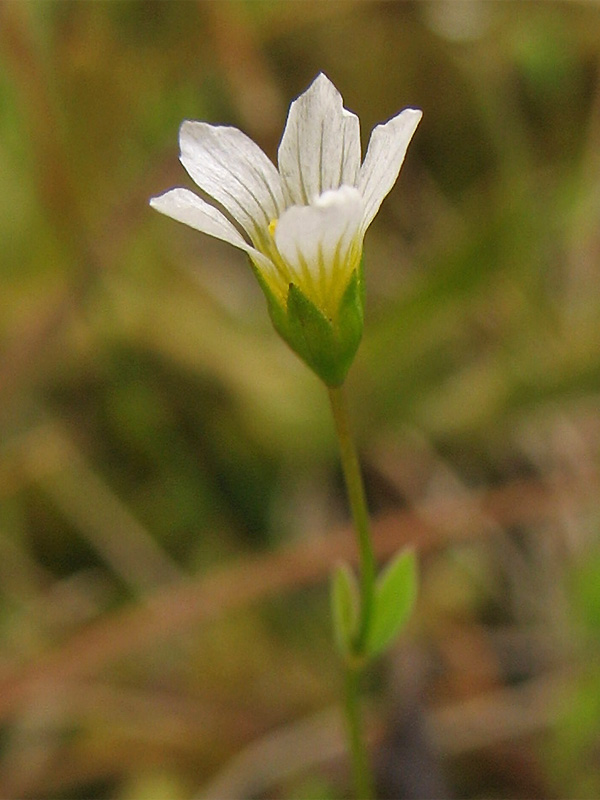 Лен слабительный. Linum catharticum. Лён слабительный. Linaceae. Льновые.