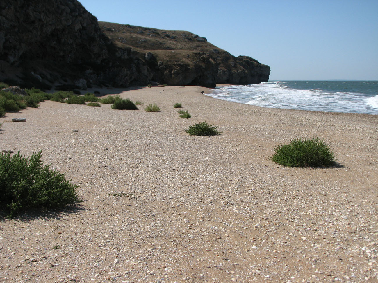 Image of Salsola pontica specimen.