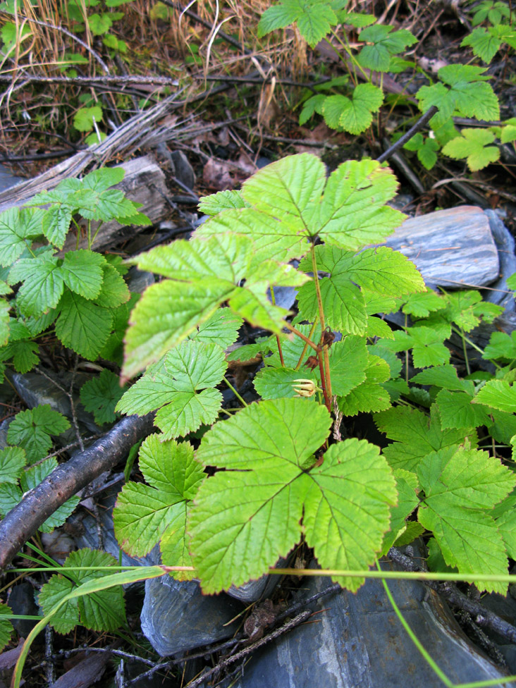 Изображение особи Rubus humulifolius.