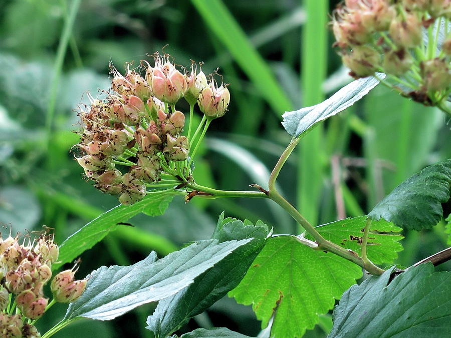 Изображение особи Physocarpus opulifolius.