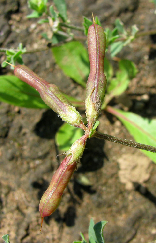 Image of Lotus zhegulensis specimen.