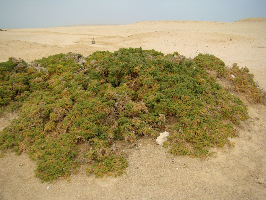 Изображение особи семейство Chenopodiaceae.