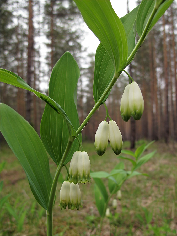 Изображение особи Polygonatum odoratum.