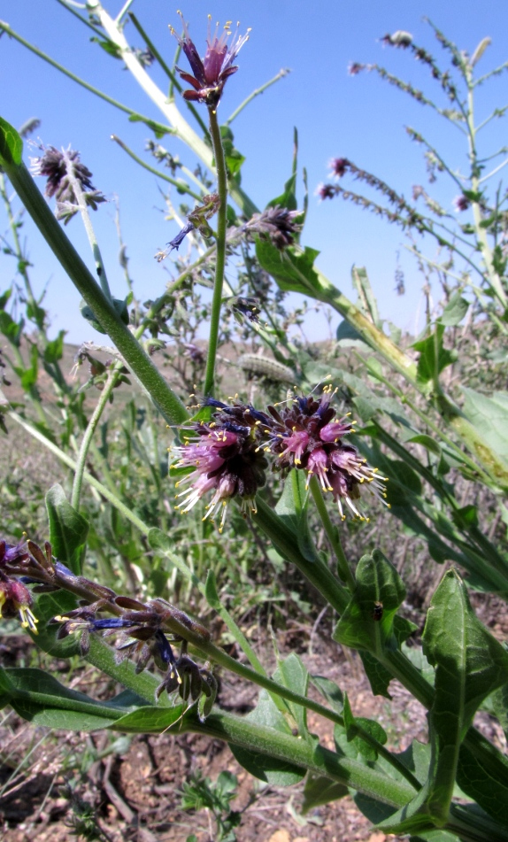 Image of Solenanthus circinnatus specimen.