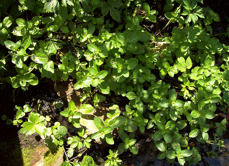 Image of Veronica beccabunga specimen.