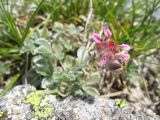 Potentilla divina