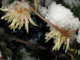 Chimonanthus praecox. Часть ветки с цветками под снегом. Крым, Ялта, в культуре. 17 января 2012 г.