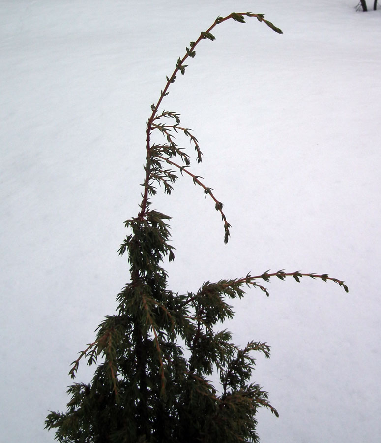 Изображение особи Juniperus communis.