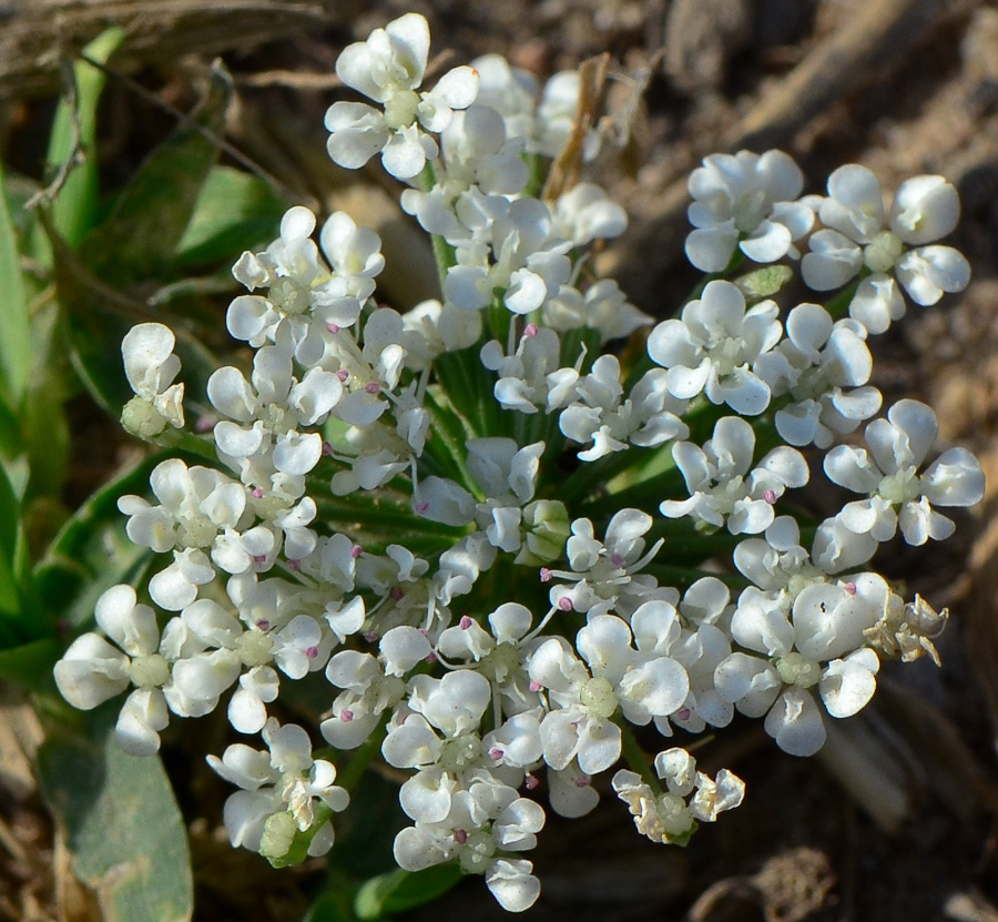 Изображение особи Ammi majus.