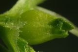 Image of taxon representative. Author is Сергей Свирин