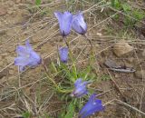 Campanula biebersteiniana