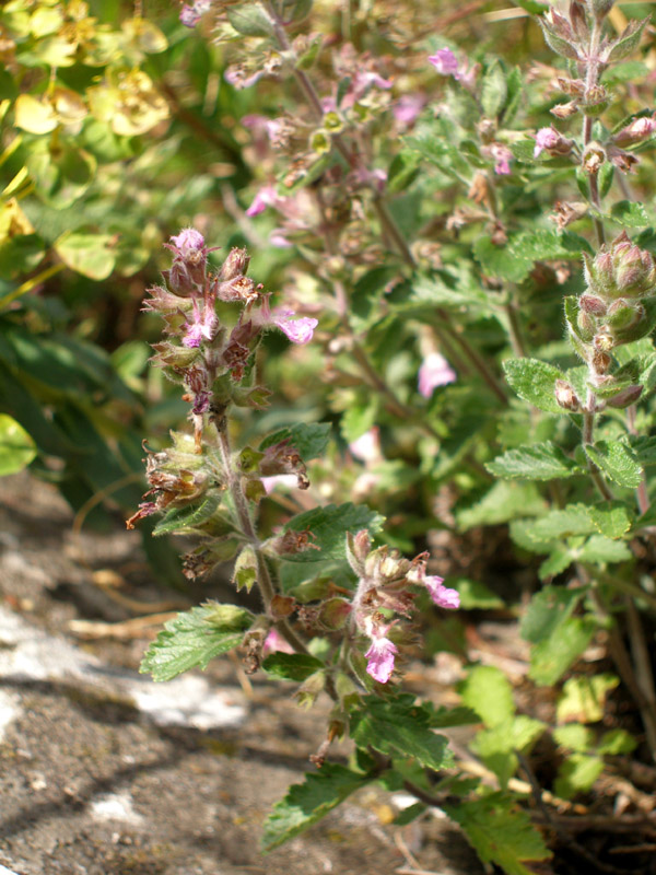 Image of Teucrium chamaedrys specimen.