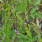 Thalictrum contortum